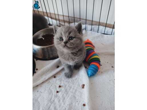 Birtish 2 aylık sağlıklı yavrular 