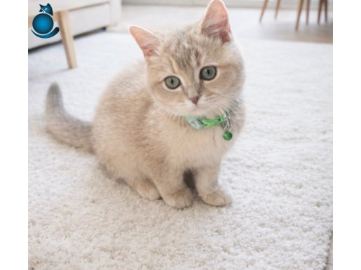 3,5 Aylık British Shorthair Erkek Yavru Aşıları Tam