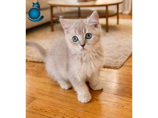 2,5 Aylık Blue Golden AY12 Bris