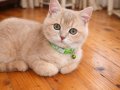 3,5 Aylık Golden British Shorthair 