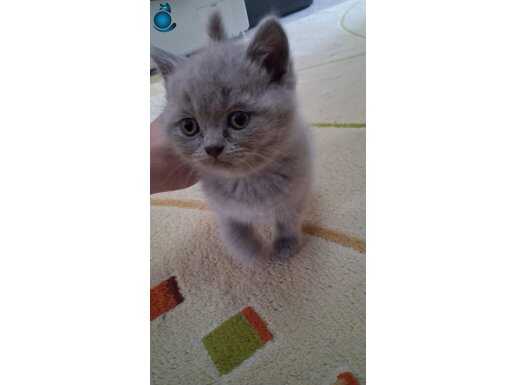 2aylik yavru sıcacık yeni yuvasını bekliyor 