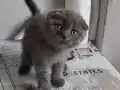 Yavrularima yeni aile