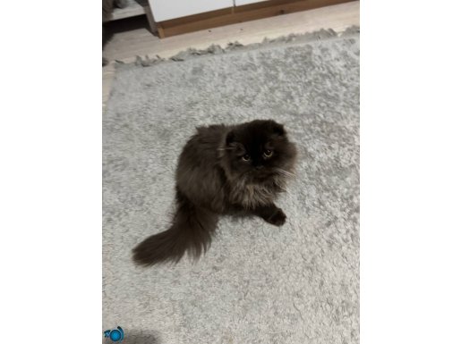 Aile arayan bir minik 