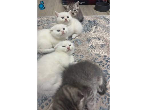 Minnoşlar yeni evini bekliyor