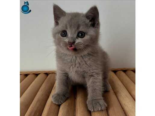Lilac British shorthair yavru
