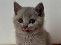 Lilac British shorthair yavru