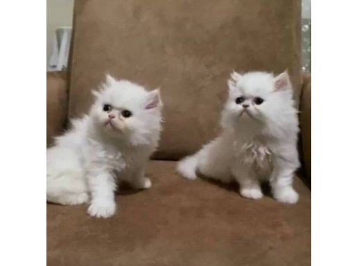 Show kalite yavrular yeni yuvasına hazır 