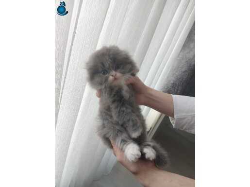 Scootish Fold üst kalite yavrular