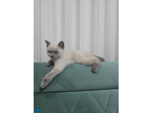 4 AYLIK LATTE YENİ YUVASINI ARIYOR