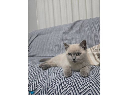 3 AYLIK OYUNCU BRİTİSH