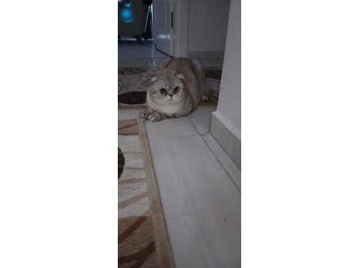 1.5 yaşındaki hayata karşı umursamaz uykuyu çok seven pamuk 