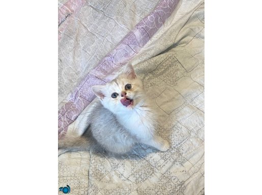 Yuvarlak yüzlü british 