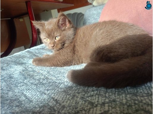 Yavru bristih shorthair Tarçın ve Bitter çikolata renginde