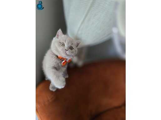 4 Aylık Yavru Kedim