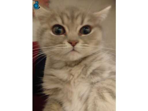 Mükemmel british shorthair yavru