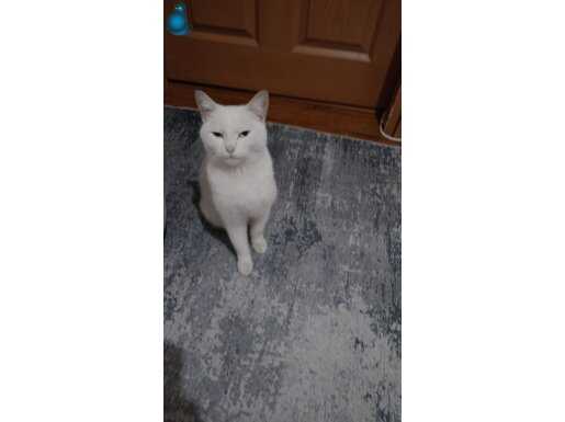 YUVA ARANİYOR KİZİMİZA