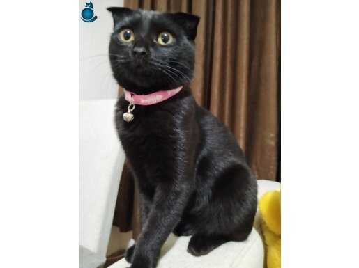Siyah scottish fold 8 aylık