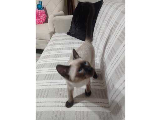 3 aylık erkek kedimiz gayet hareketli oyuncu eğlenceli