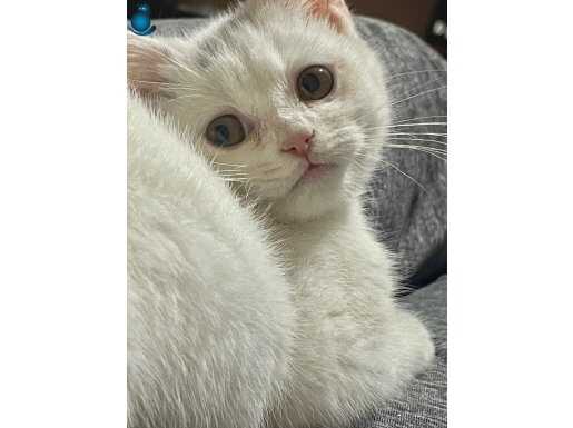 2,5 Aylık British Dişi Yavru