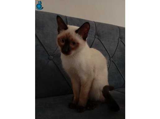 5 AYLIK OYUNCU SİYAM KEDİSİ