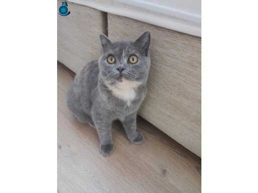 6 aylık dişi oyuncu british shorthair 