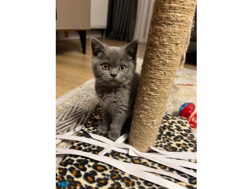 OYUNCU YAVRU BRITISH SHORTHAIR