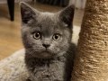 OYUNCU YAVRU BRITISH SHORTHAIR