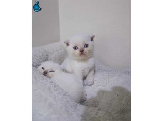 Minik yavrumuza yeni yuvasını arıyoru