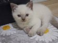 3 Aylık Safkan British Shorthair Yavrumuz