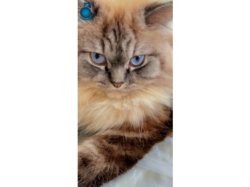 Sakin, akıllı, tam bir ev kedisi. 