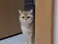 8 aylık golden british dişi kedi