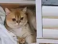 8 aylık golden british dişi kedi