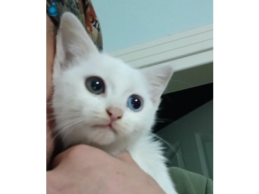 2 Aylık Dişi / Kıpır Kıpır, Bakımlı