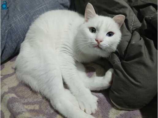 5 Yaşında Erkek Van Kedisi / Kısır Değil