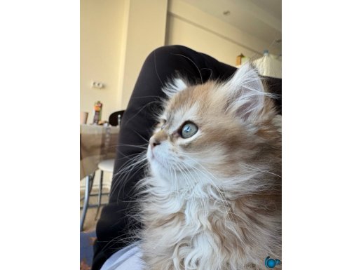 Golden British Longhair