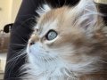 Golden British Longhair