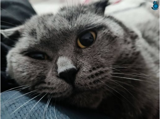 3 yaşında erkek , kısırlaştırma yapılmamış.