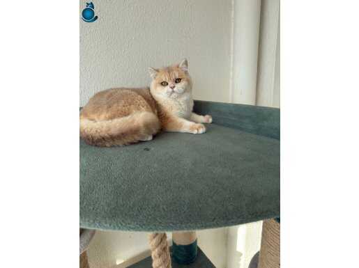 8 Aylık ASLAN GOLDEN BRİTİSH