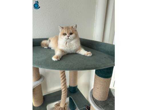 5 aylık erkek golden british