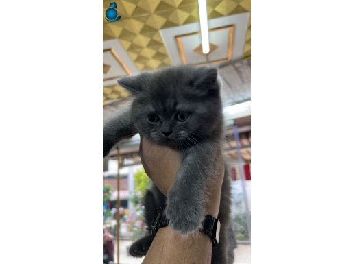 A kalite british yavrular beyaz ve gri