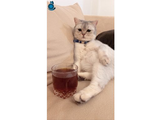 British short hair kedimizi sahiplendirmek istiyoruz 