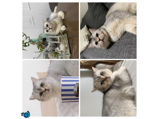 İvedi- Britis Kedimizi ücretsizsahiplendirmek istiyoruz 