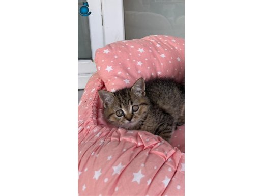 3.5 AYLIK AŞILARI TAM DİŞİ KEDİ