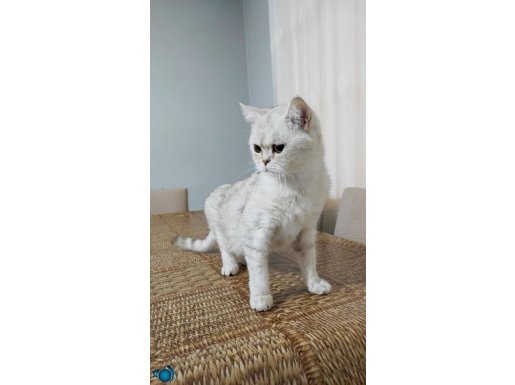 British Shorthair (9 aylık)
