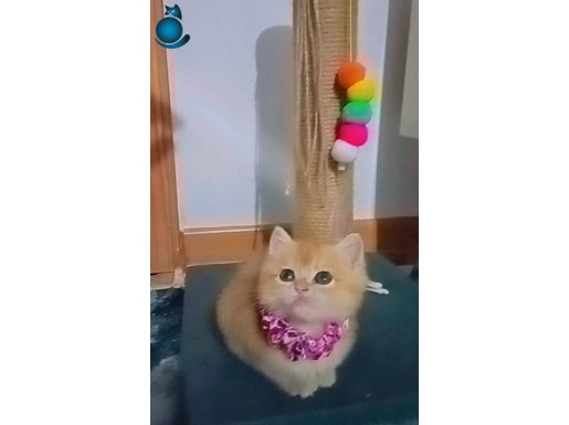 SAFKAN BRİTİSH SHORTHAİR