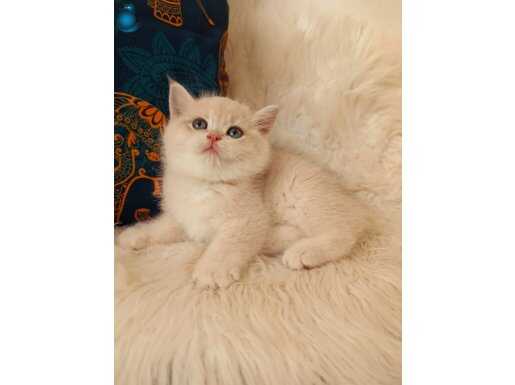 Blue Golden Shell Ay 12 ve Blue Golden Ay 11 yavrular