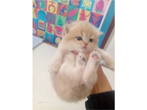 BIRITISH SHORTHAİR GOLDEN ZARAFETİ