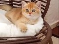 BAL RENGİ BRITISH SHORTHAIR ZARAFETİ 
