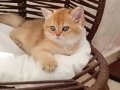 BAL RENGİ BRITISH SHORTHAIR ZARAFETİ 