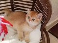 BAL RENGİ BRITISH SHORTHAIR ZARAFETİ 